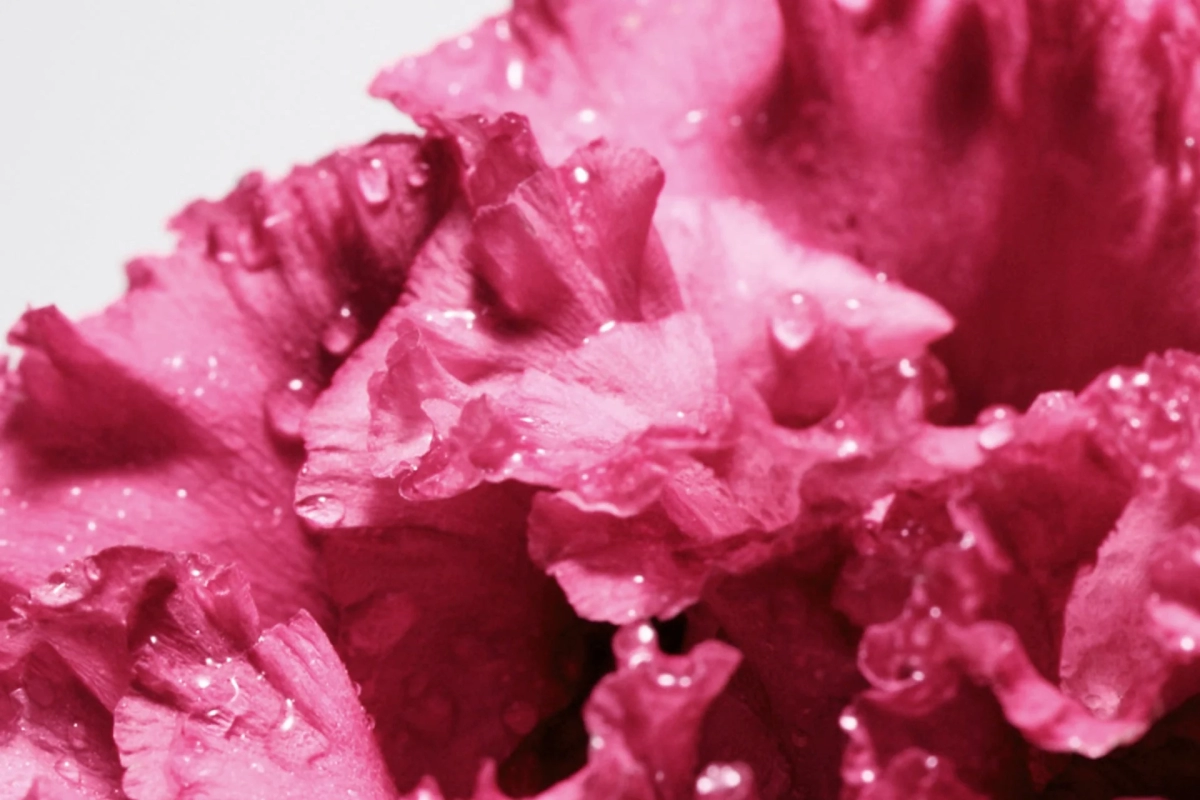 ピンクの花の画像