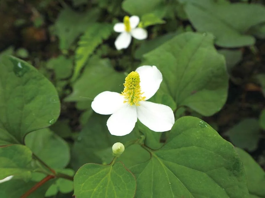 ドクダミのイメージ