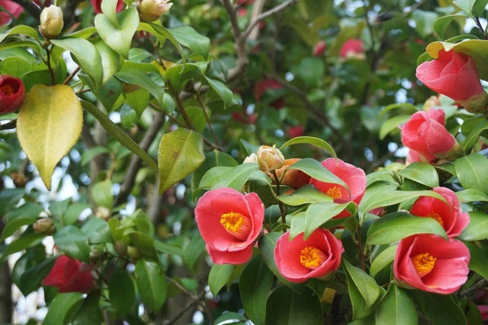 鮮やかな赤い椿の花