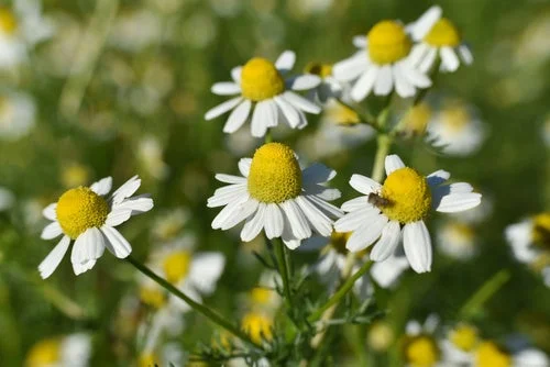 白いカモミールの花