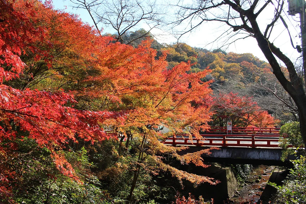 紅葉の風景