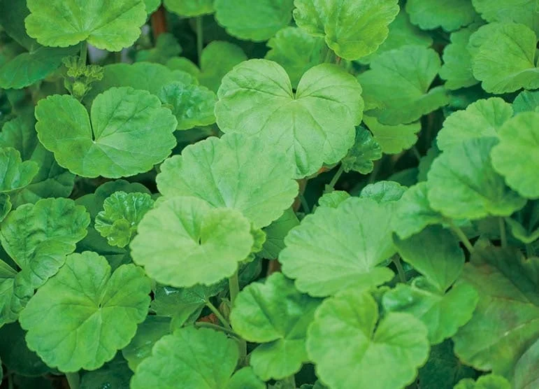 ツボクサエキス（CICA）のイメージ