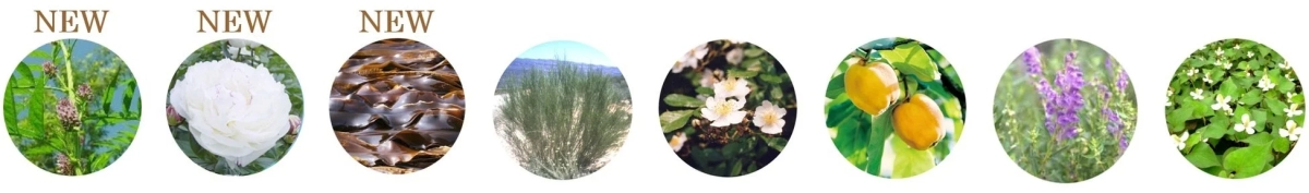 植物&海藻エキスと美容成分のイメージ