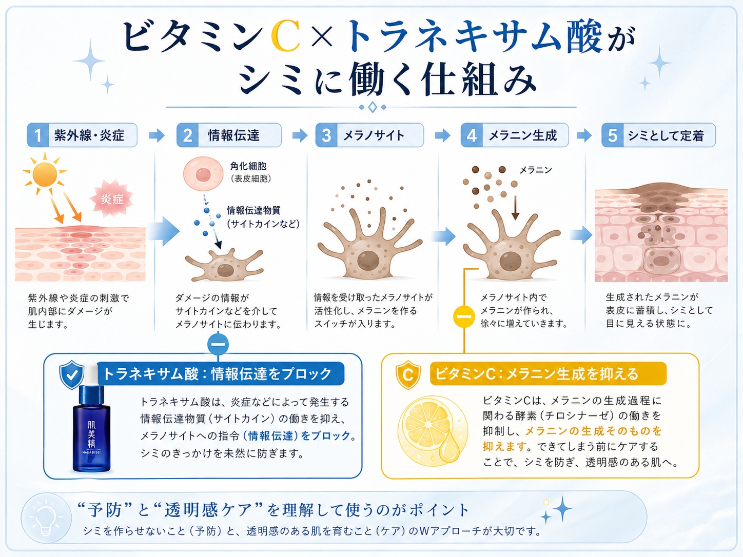 メラニンが生成されるプロセスと、高純度ビタミンC・トラネキサム酸それぞれの役割を示した図解